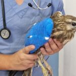 Rapace ferito a Barrafranca (EN) recuperato dal WWF